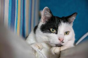 A white cat with black spots lies on a white radiator photo