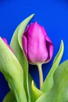 Flowers tulips pink with bright green stems and leaves on a blue background. photo