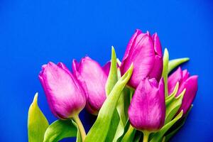 Flowers tulips pink with bright green stems and leaves on a blue background. photo