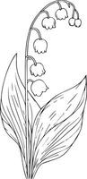 Cute flower coloring pages, Lily of the valley drawing, Lily of the valley drawings, Hand drawn botanical summer elements bouquet of Lily of the valley line art coloring page vector