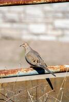 A mourning dove sitting on a branch of a tree in Ontario, Canada photo