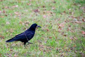 American crow is the common crow over photo