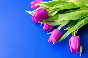 Flowers tulips pink with bright green stems and leaves on a blue background. photo