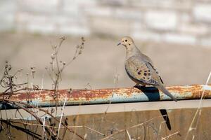 A mourning dove sitting on a branch of a tree in Ontario, Canada photo