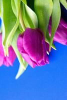 Flowers tulips pink with bright green stems and leaves on a blue background. photo