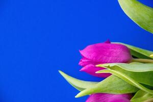 Flowers tulips pink with bright green stems and leaves on a blue background. photo