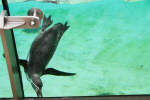 Beautiful swimming seal at underwater in the zoo. photo