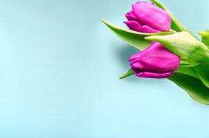 Fresh flower composition, bouquet of bi color tulips photo