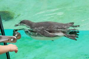 Beautiful swimming seal at underwater in the zoo. photo