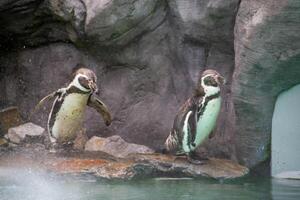 a penguin walking on rocks photo