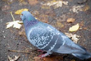 Closeup of beautiful pigeon in the park, selective focus. photo