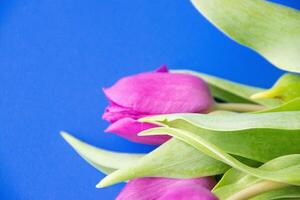 Flowers tulips pink with bright green stems and leaves on a blue background. photo