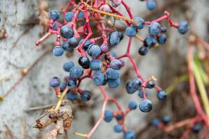 Clusters of spoiled rotten grapes hang on a bush near a rusty fence in autumn photo