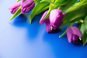 Flowers tulips pink with bright green stems and leaves on a blue background. photo