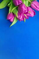 Flowers tulips pink with bright green stems and leaves on a blue background. photo