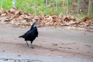 American crow is the common crow over photo