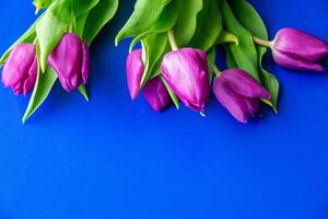 Flowers tulips pink with bright green stems and leaves on a blue background. photo