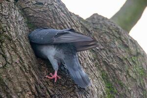 Closeup of beautiful pigeon in the park, selective focus. photo