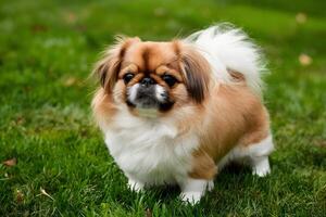 Adorable charm fluffy Pekingese toy dog exudes cuteness photo