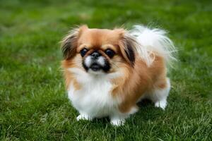 Adorable charm fluffy Pekingese toy dog exudes cuteness photo