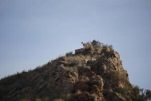 iberian ibex on top of mountains photo