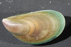 mussel a sea shell photo