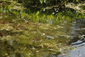 natural pond with lots of frogs, spring photo