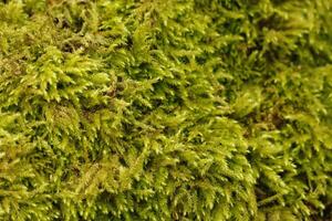 close up of moss photo