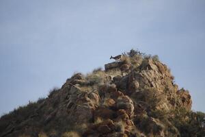 iberian ibex on top of mountains photo