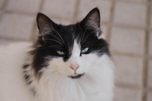 retrato de un negro y blanco gato, foto