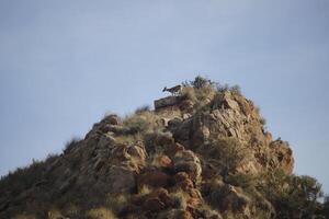 iberian ibex on top of mountains photo