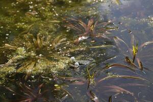 natural pond with lots of frogs, spring photo