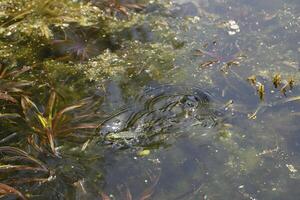 natural pond with lots of frogs, spring photo