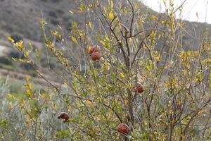 pomegranate tree in the autumn photo