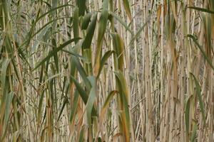 reed in autumn colors photo