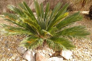 sago palm tree photo