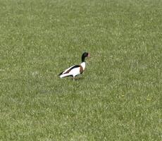 tarro blanco, vistoso patos foto