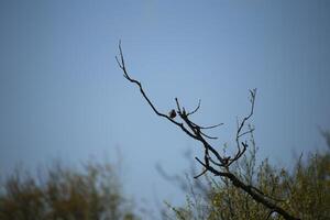 inmigrante aves en un árbol, fauna en el agua de zwanen naturaleza reserva en norte Holanda, el Países Bajos. un montón de diferente aves a ver. foto