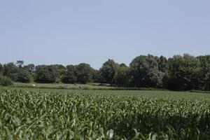 green dutch landscape photo