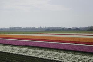 tulips blooming, springtime, the netherlands, flowerfields photo