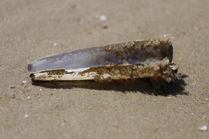 shells on the beach photo