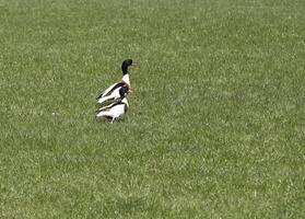 tarro blanco, vistoso patos foto