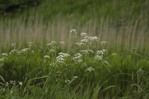 dutch spring flowers photo