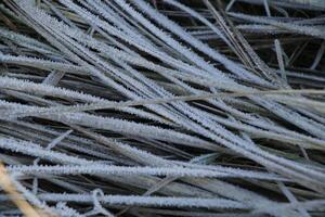 winter in the netherlands, frost in the dunes, camperduin photo