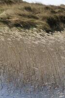 flora en el humedales en el dunas, vlieland, Países Bajos foto