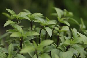 thai basil is a delicious herb photo