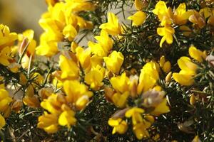 close up yellow broom branch photo