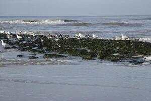 rompeolas con gaviotas foto