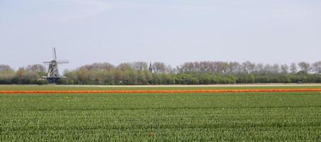 flowering Zijpe event, where you can take a walk through the tulips and other flower bulb fields photo