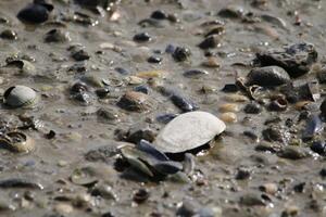 sand at the beach, vlieland, the netherlands photo